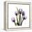 Purple Tulip Square-Albert Koetsier-Framed Stretched Canvas