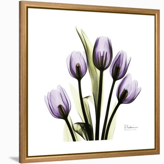 Purple Tulip Square-Albert Koetsier-Framed Stretched Canvas