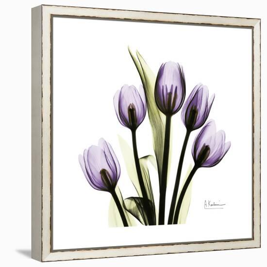 Purple Tulip Square-Albert Koetsier-Framed Stretched Canvas