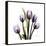 Purple Tulip Square-Albert Koetsier-Framed Stretched Canvas