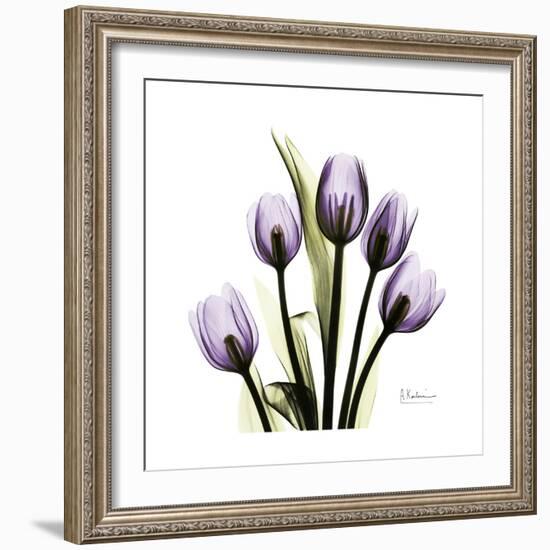 Purple Tulip Square-Albert Koetsier-Framed Premium Giclee Print