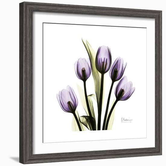 Purple Tulip Square-Albert Koetsier-Framed Premium Giclee Print