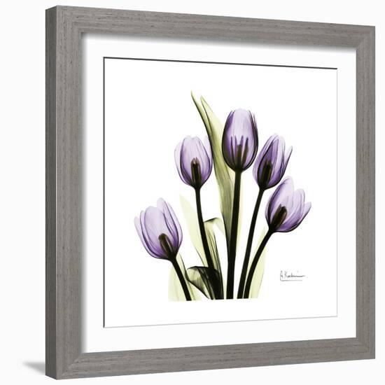 Purple Tulip Square-Albert Koetsier-Framed Premium Giclee Print