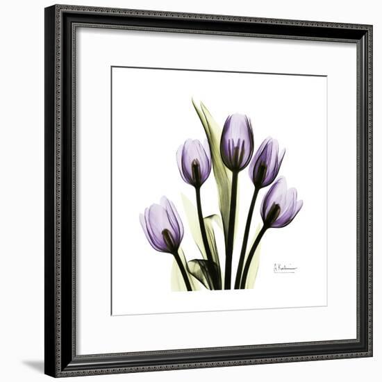 Purple Tulip Square-Albert Koetsier-Framed Premium Giclee Print
