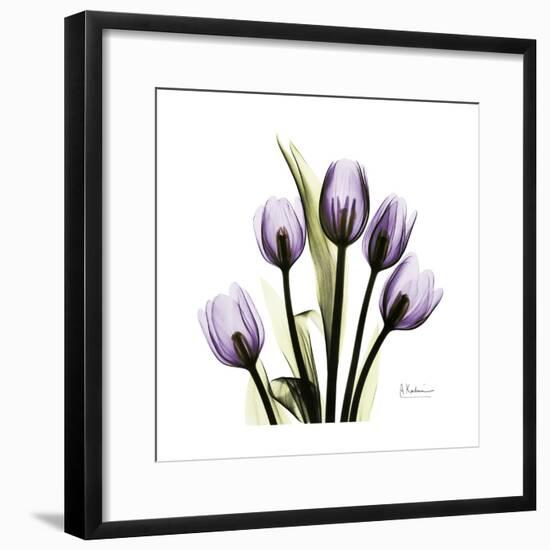 Purple Tulip Square-Albert Koetsier-Framed Premium Giclee Print