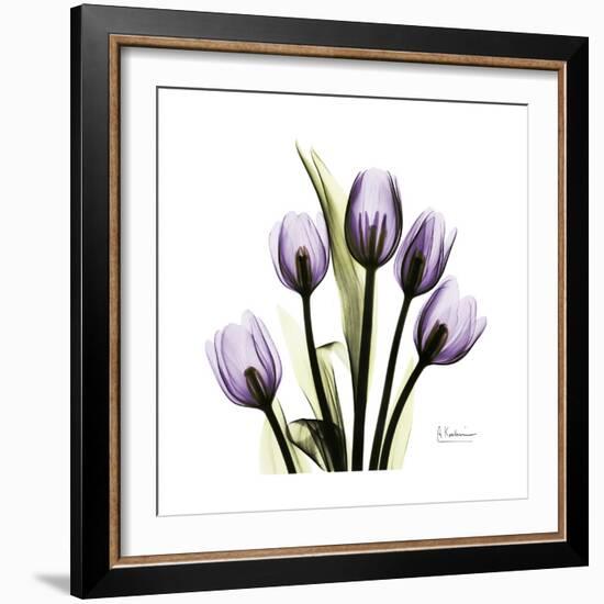 Purple Tulip Square-Albert Koetsier-Framed Premium Giclee Print