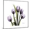 Purple Tulip Square-Albert Koetsier-Mounted Premium Giclee Print