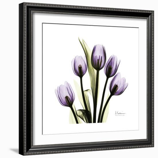 Purple Tulip Square-Albert Koetsier-Framed Premium Giclee Print