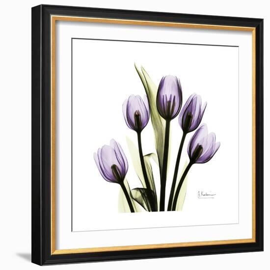 Purple Tulip Square-Albert Koetsier-Framed Premium Giclee Print