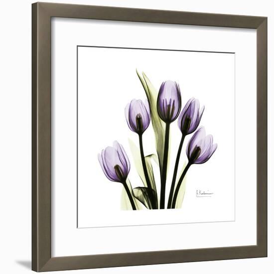 Purple Tulip Square-Albert Koetsier-Framed Premium Giclee Print