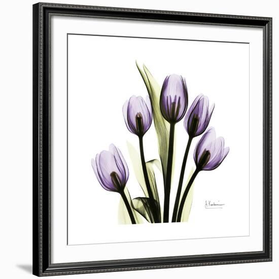 Purple Tulip Square-Albert Koetsier-Framed Giclee Print