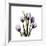 Purple Tulip Square-Albert Koetsier-Framed Giclee Print