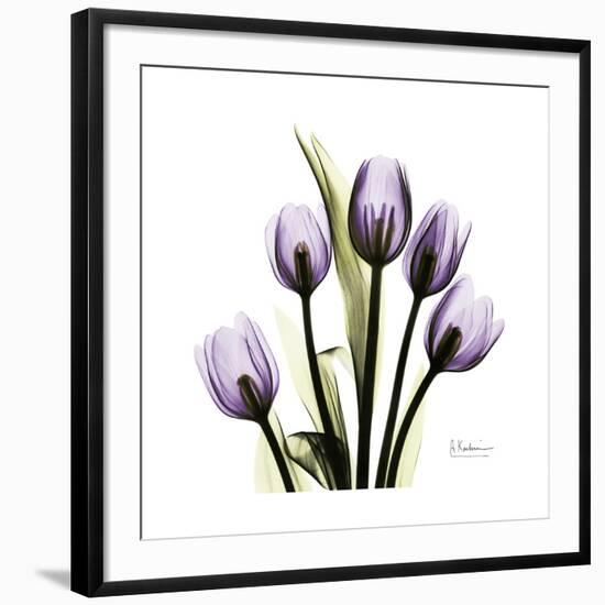 Purple Tulip Square-Albert Koetsier-Framed Giclee Print