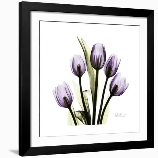 Purple Tulip Square-Albert Koetsier-Framed Giclee Print