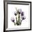 Purple Tulip Square-Albert Koetsier-Framed Giclee Print