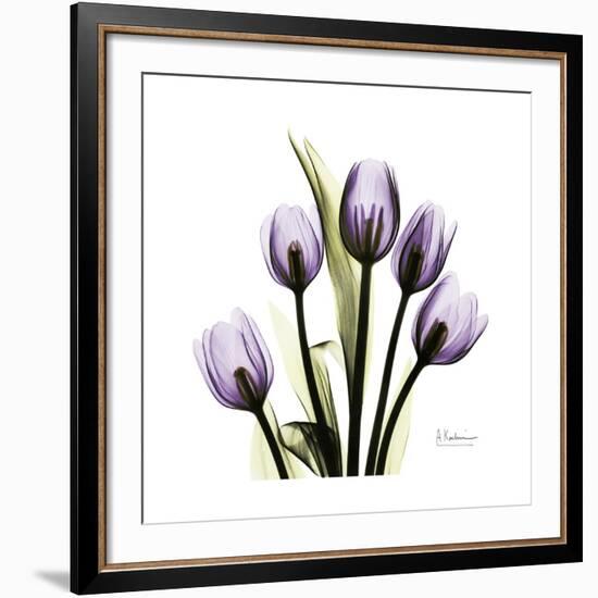 Purple Tulip Square-Albert Koetsier-Framed Giclee Print