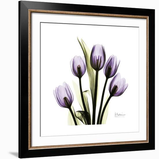 Purple Tulip Square-Albert Koetsier-Framed Giclee Print