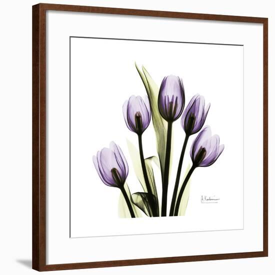 Purple Tulip Square-Albert Koetsier-Framed Giclee Print