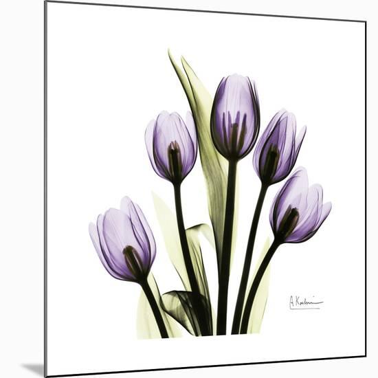 Purple Tulip Square-Albert Koetsier-Mounted Giclee Print