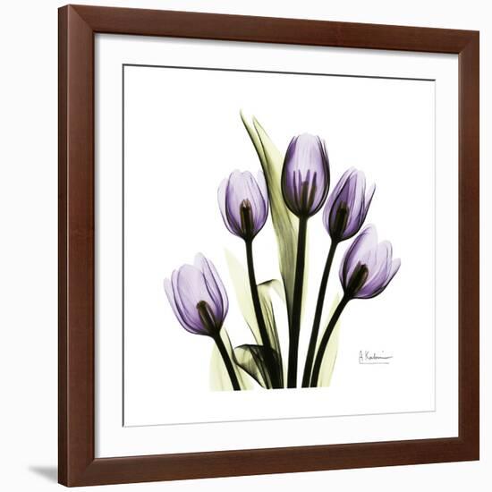 Purple Tulip Square-Albert Koetsier-Framed Giclee Print