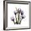 Purple Tulip Square-Albert Koetsier-Framed Giclee Print