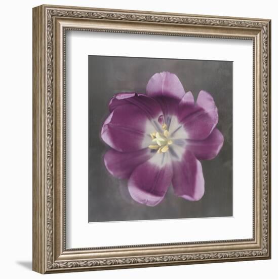 Purple Tulip-Erin Clark-Framed Art Print