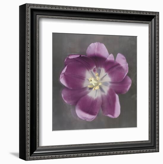 Purple Tulip-Erin Clark-Framed Art Print