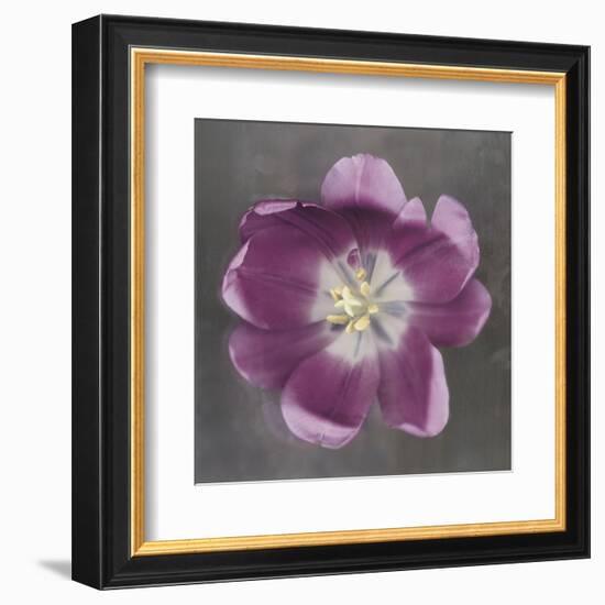 Purple Tulip-Erin Clark-Framed Art Print