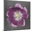 Purple Tulip-Erin Clark-Mounted Art Print