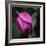 Purple Tulip-Katano Nicole-Framed Photo