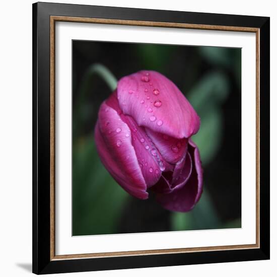 Purple Tulip-Katano Nicole-Framed Photo