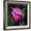 Purple Tulip-Katano Nicole-Framed Photo