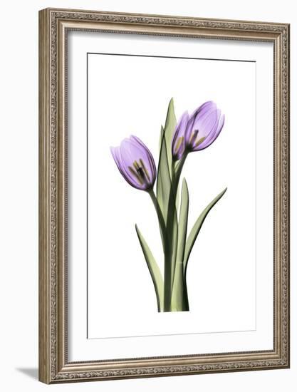 Purple Tulips II-Albert Koetsier-Framed Art Print