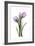 Purple Tulips II-Albert Koetsier-Framed Art Print