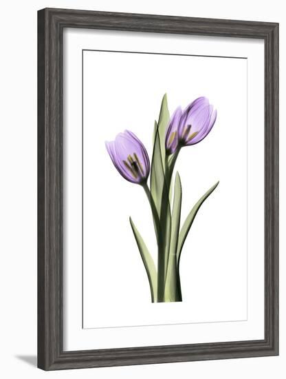 Purple Tulips II-Albert Koetsier-Framed Art Print