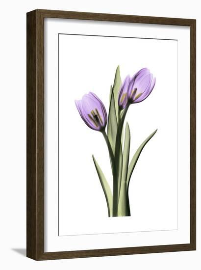 Purple Tulips II-Albert Koetsier-Framed Art Print