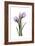 Purple Tulips II-Albert Koetsier-Framed Art Print