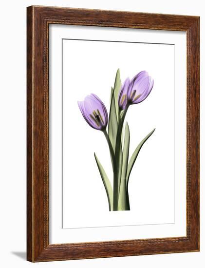 Purple Tulips II-Albert Koetsier-Framed Art Print