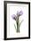 Purple Tulips II-Albert Koetsier-Framed Art Print