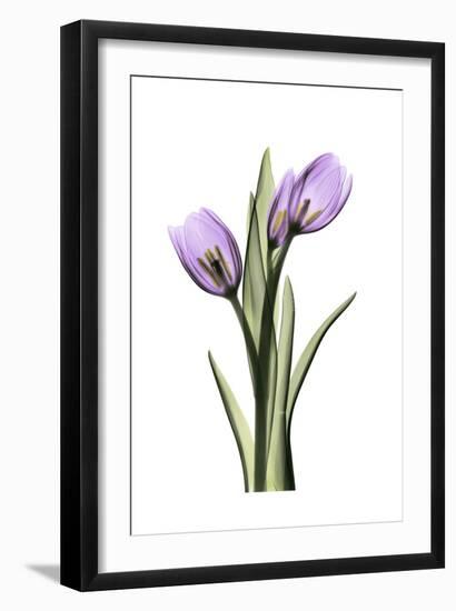 Purple Tulips II-Albert Koetsier-Framed Art Print