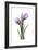 Purple Tulips II-Albert Koetsier-Framed Art Print