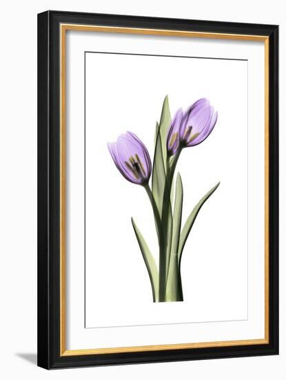 Purple Tulips II-Albert Koetsier-Framed Art Print