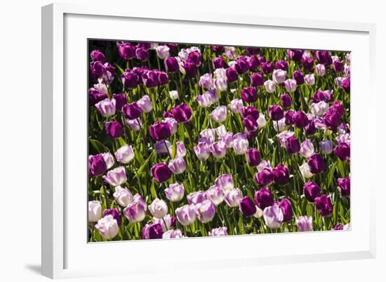 Purple Tulips in Bloom-Richard T. Nowitz-Framed Photographic Print