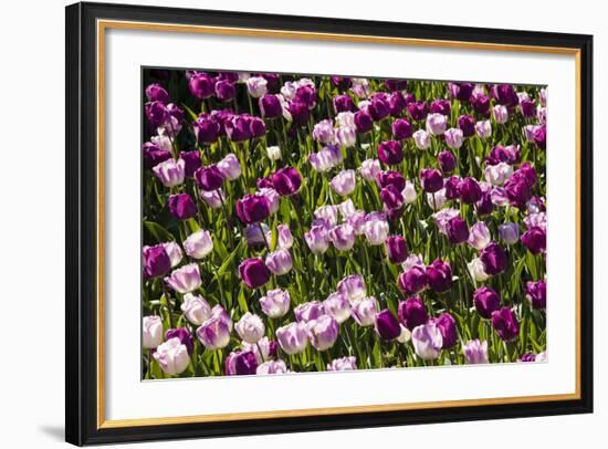 Purple Tulips in Bloom-Richard T. Nowitz-Framed Photographic Print