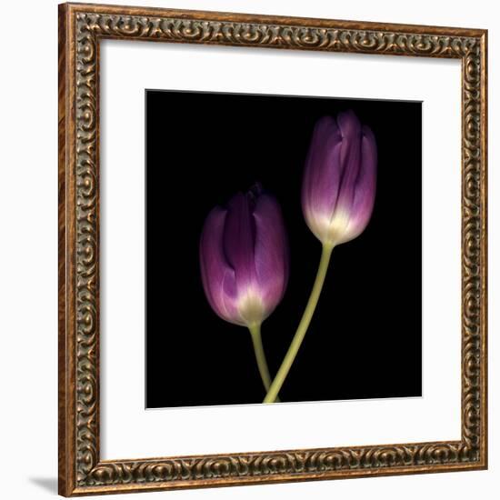 Purple Tulips on Black 02-Tom Quartermaine-Framed Giclee Print