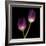 Purple Tulips on Black 02-Tom Quartermaine-Framed Giclee Print