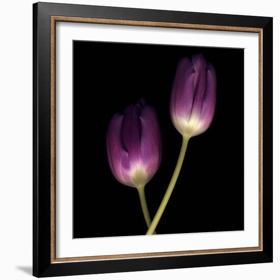 Purple Tulips on Black 02-Tom Quartermaine-Framed Giclee Print