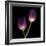 Purple Tulips on Black 02-Tom Quartermaine-Framed Giclee Print