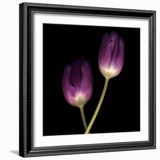 Purple Tulips on Black 02-Tom Quartermaine-Framed Giclee Print