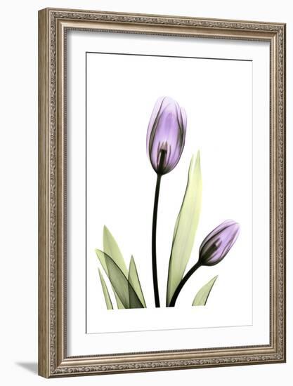 Purple Tulips-Albert Koetsier-Framed Art Print